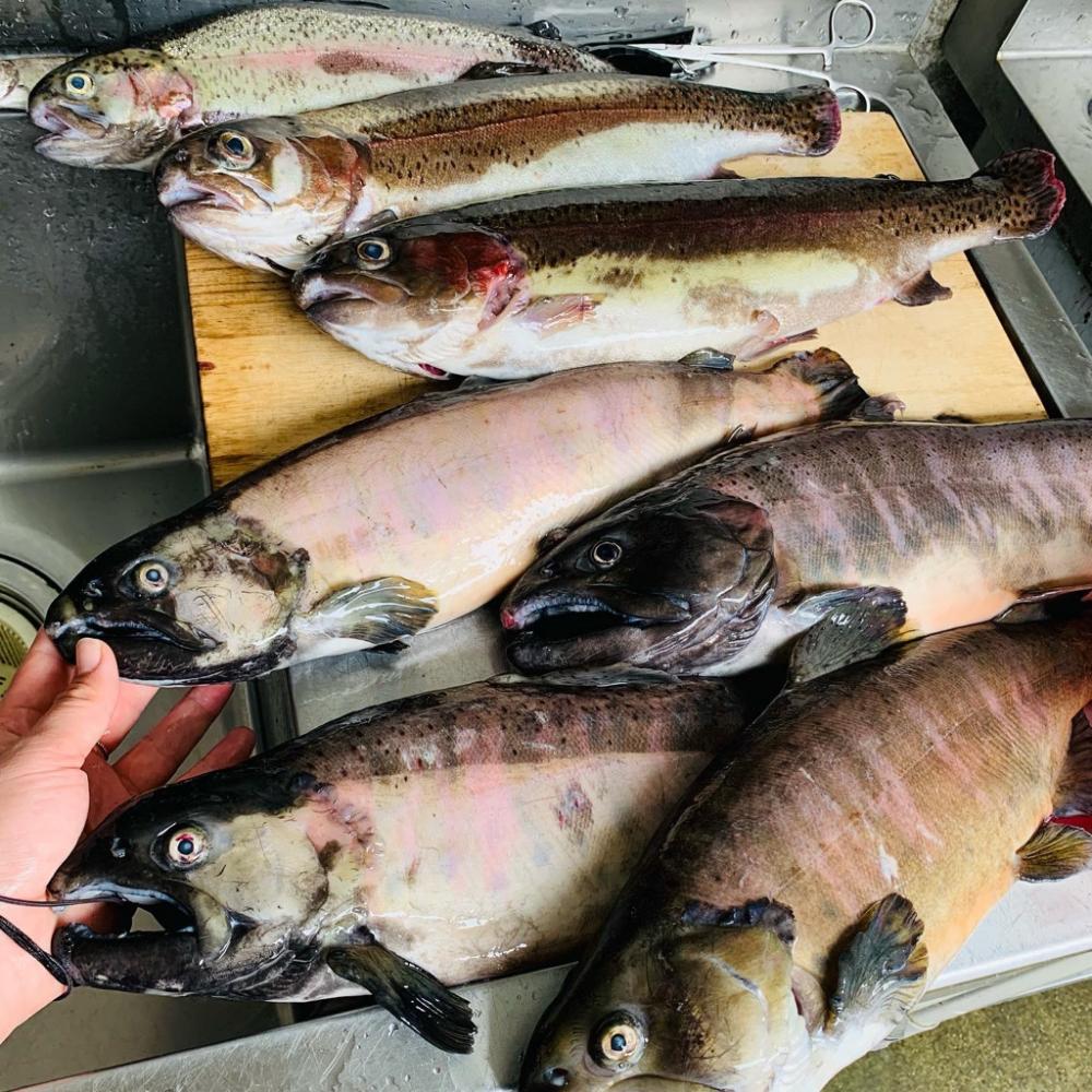 【管理釣り場】木郷滝自然つりセンターで40cmクラスのヤマメ・ニジマス釣り