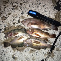 離島メバリング