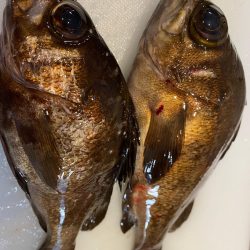 メバルも春の陽気に誘われて