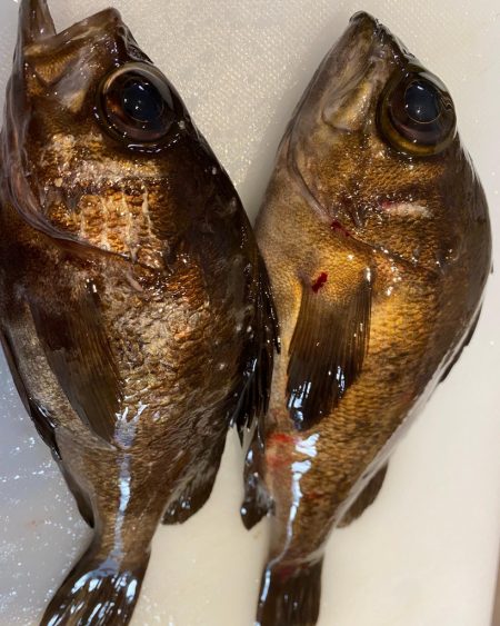 メバルも春の陽気に誘われて