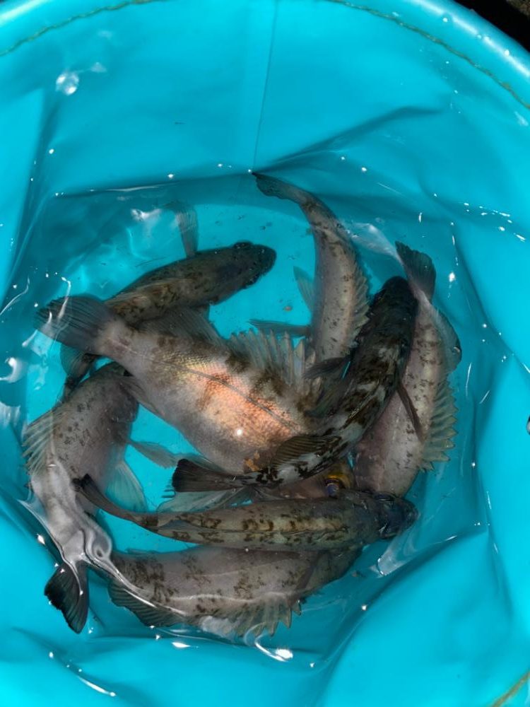 フロートメバリング