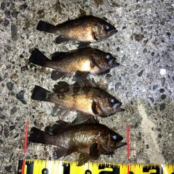 【メバリング】ホームは安定のメバル