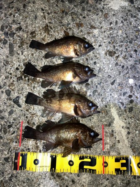 【メバリング】ホームは安定のメバル