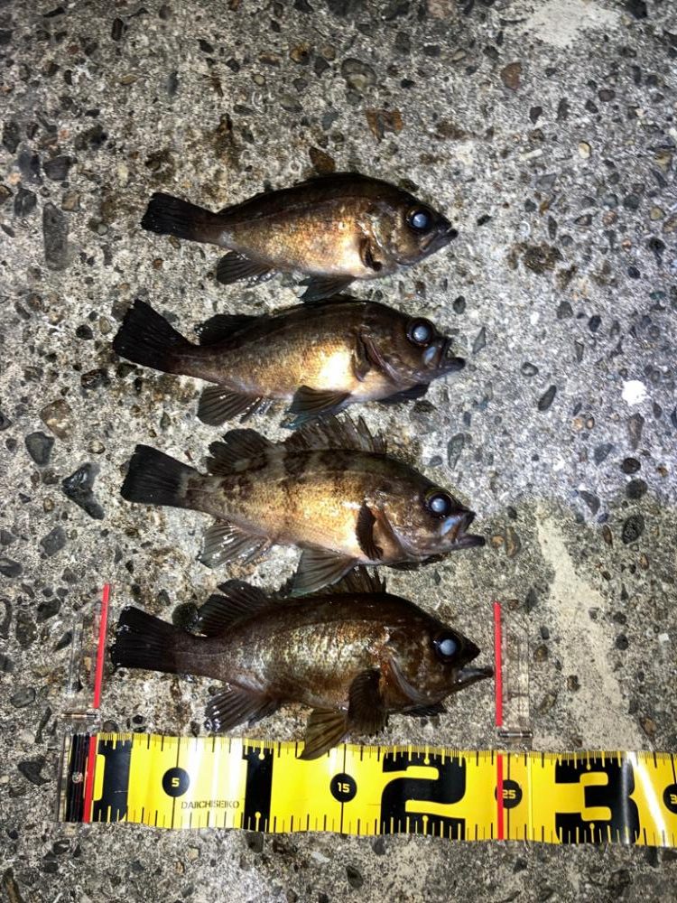 【メバリング】ホームは安定のメバル