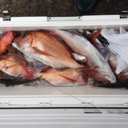 鹿児島湾の乗っ込みマダイ