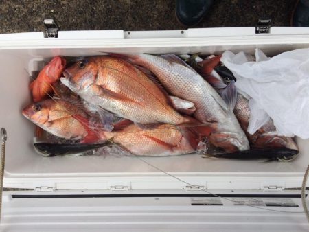 鹿児島湾の乗っ込みマダイ