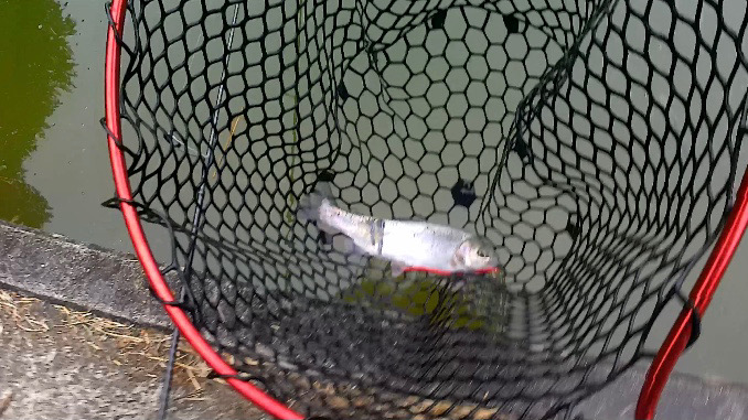 なんだかんだフィッシャーリゾート庄原