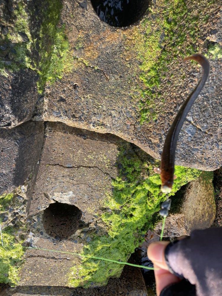 本年釣行14日目、穴釣り6回目