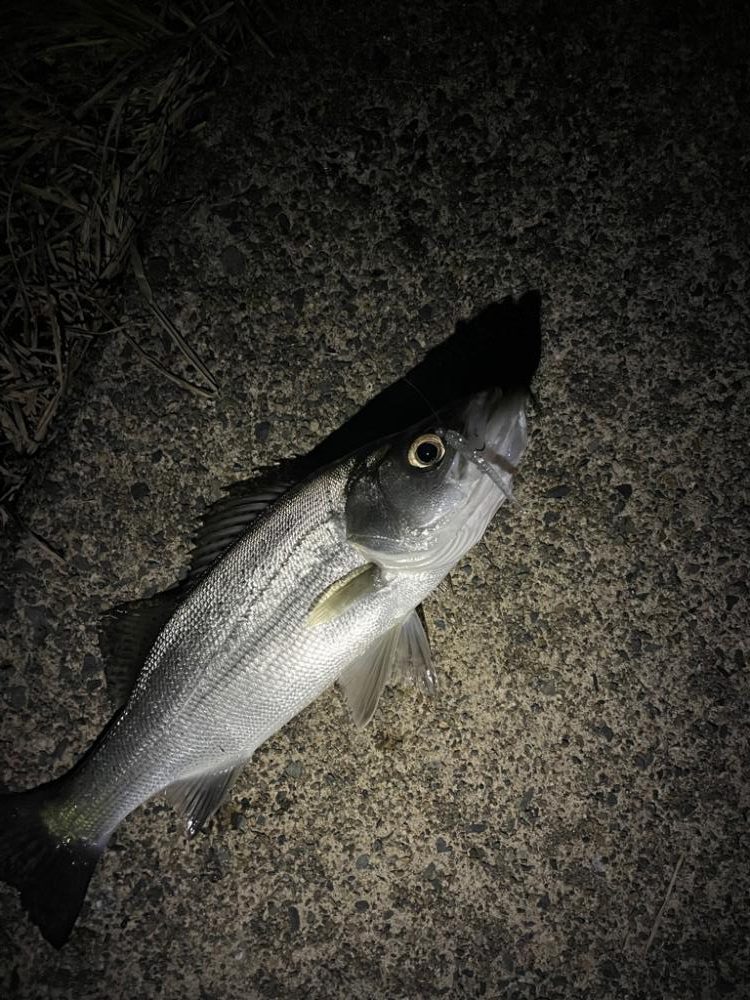 2ヶ月ぶりの釣果