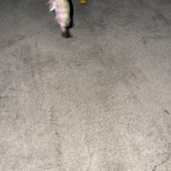 チビメバリング