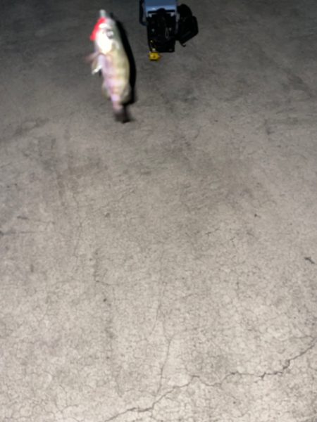 チビメバリング