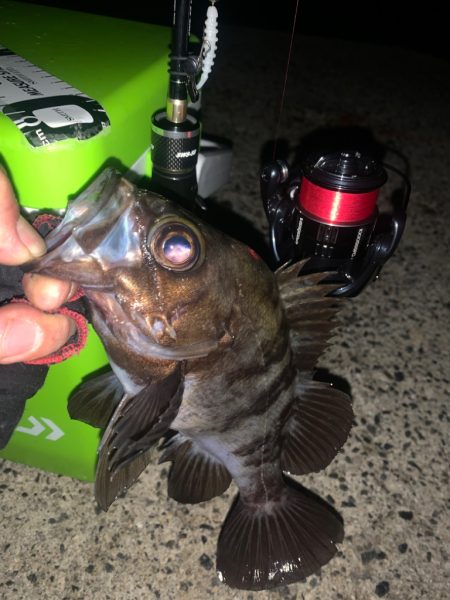 雨上がりはメバリング♪