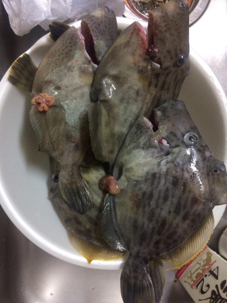 シーズン最終盤のカワハギ釣り