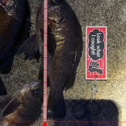 風が和らぐ短時間釣行