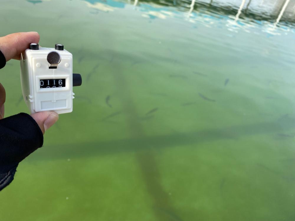 京都のエリアトラウト