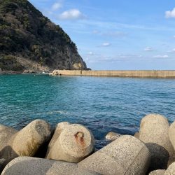 ヤリイカ釣れました