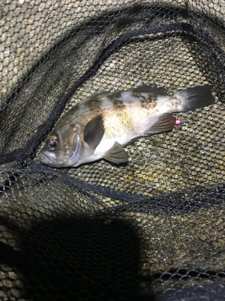 フロートメバリング