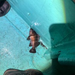 小峰丸さんでボートメバル