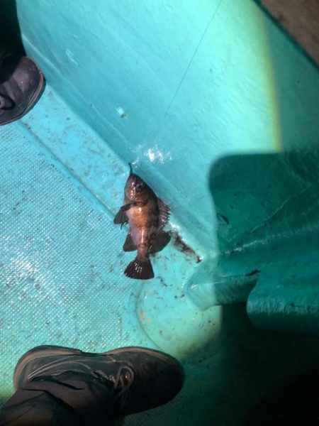 小峰丸さんでボートメバル