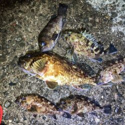 【メバリング】祝•尺越え！？