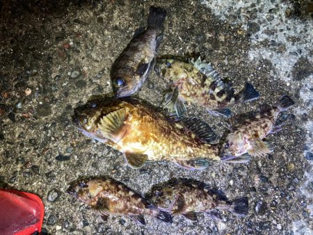 【メバリング】祝•尺越え！？