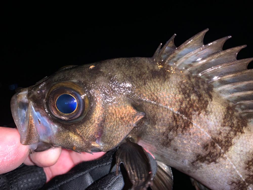 満足すぎたナイト釣行…