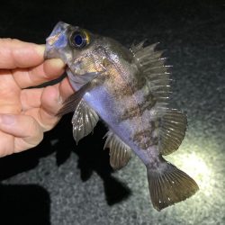 強風の中でのメバリング