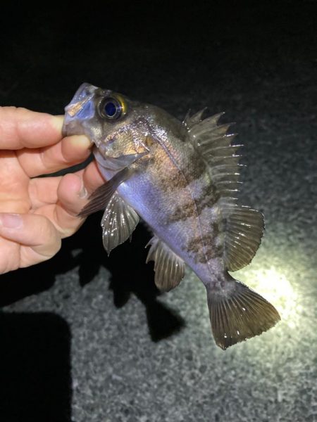 強風の中でのメバリング