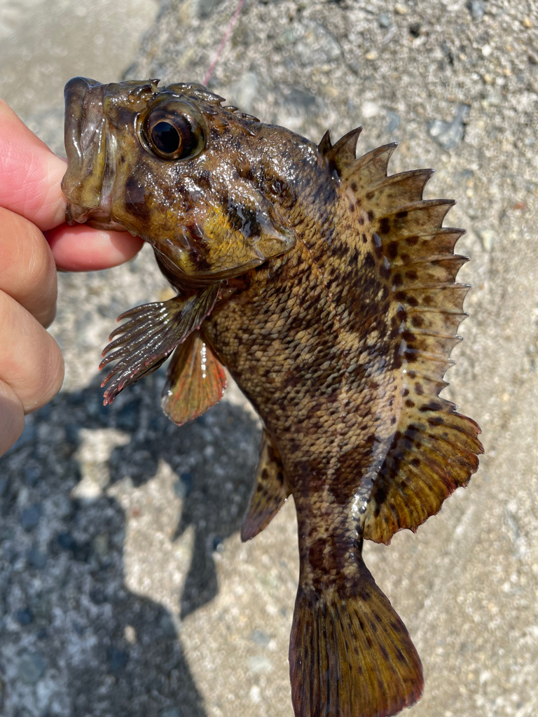 厳しい穴釣り#12