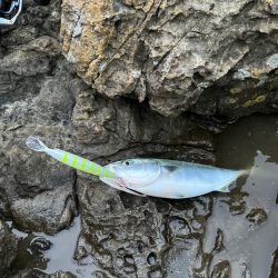 記録更新 サワラ97cm