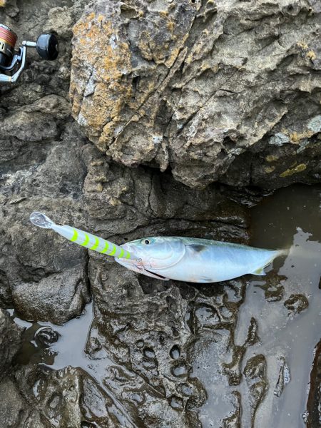 記録更新 サワラ97cm