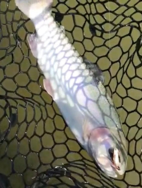 春のロックトラウト祭り！