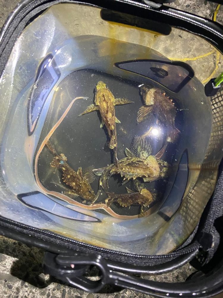 まだら模様のあいつ