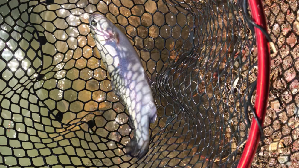 お昼からまったりトラウト