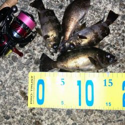 明石メバリング