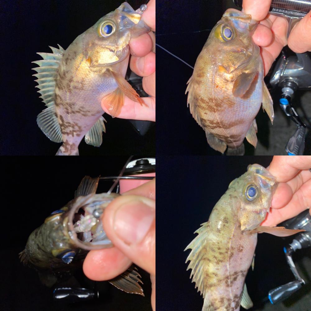 激浅の場所でメバリング