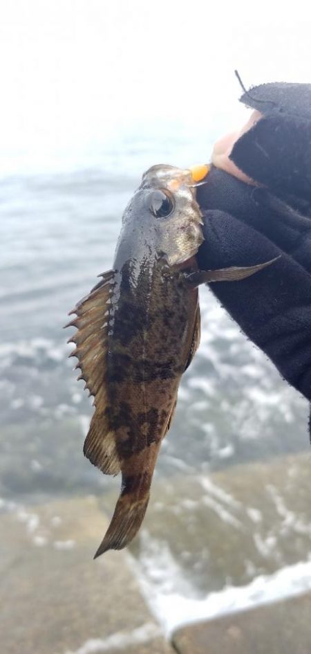 メバリング新規ポイント開拓