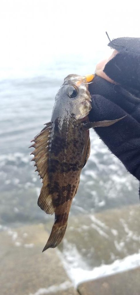 メバリング新規ポイント開拓