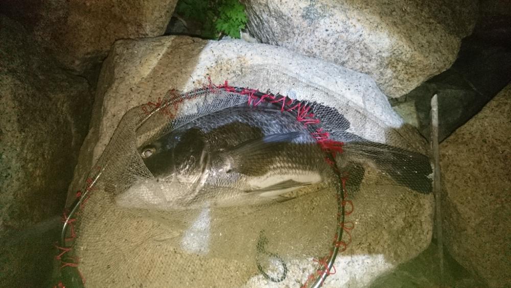 やっと釣れた。腕悪く打率低い