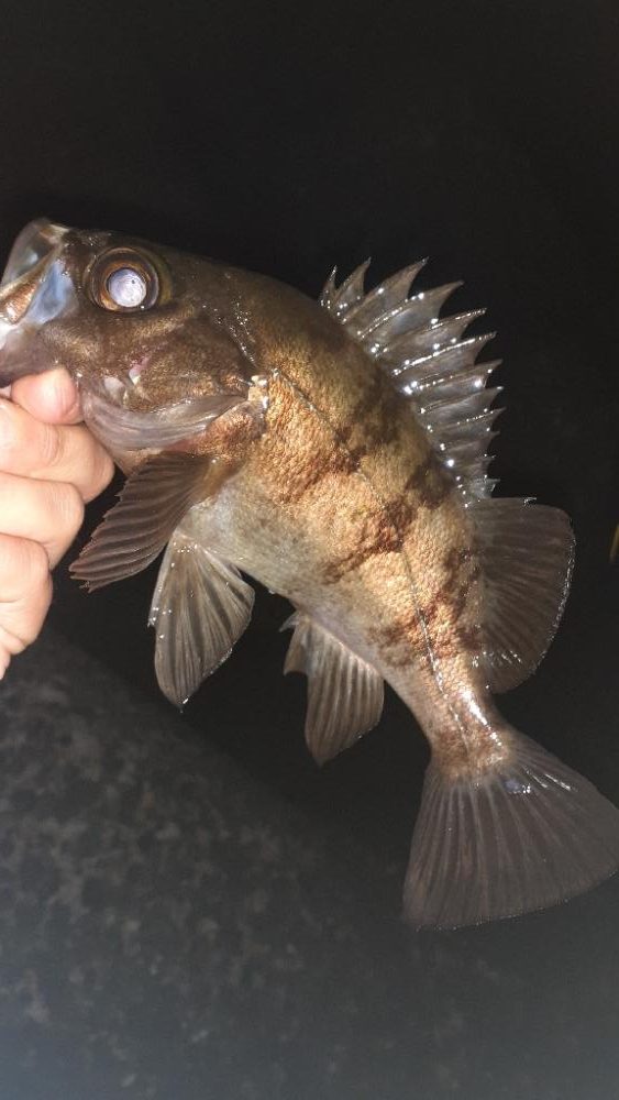 風がやんだのでメバリング