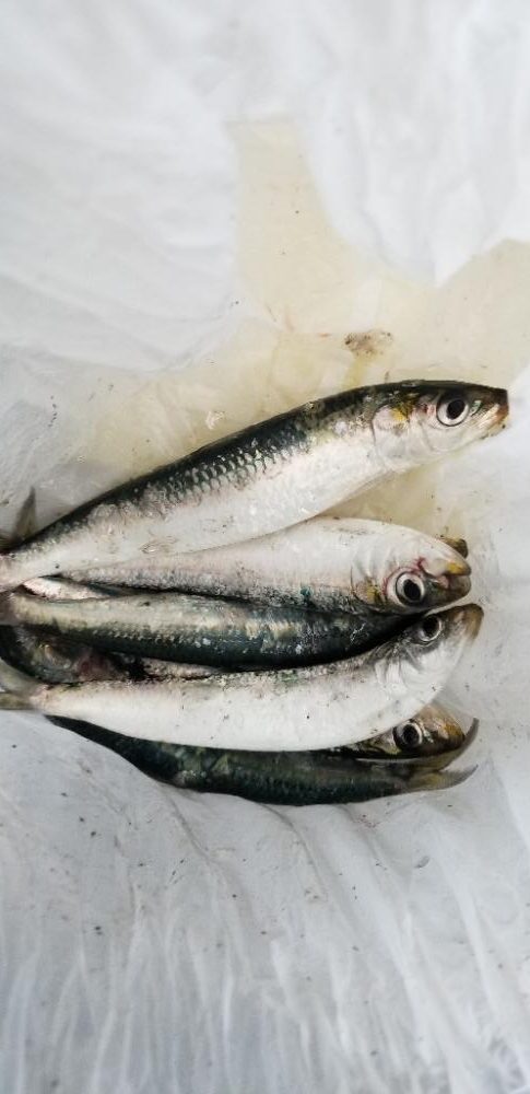 メーター届かず