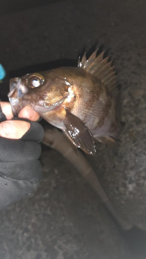 久々メバル調査～