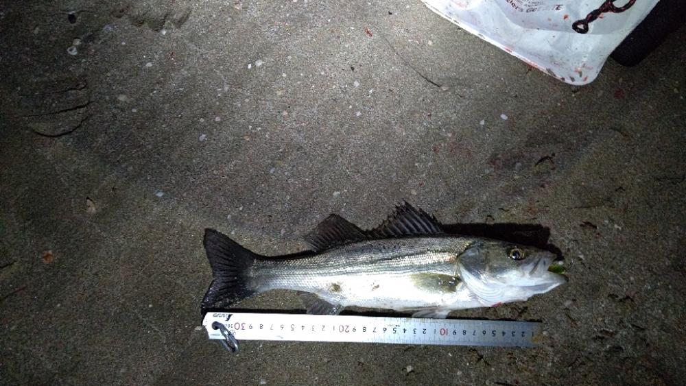 今日もプラッキング