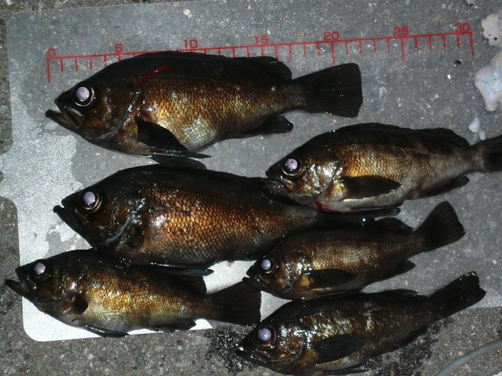 吐くハクぱたーん？