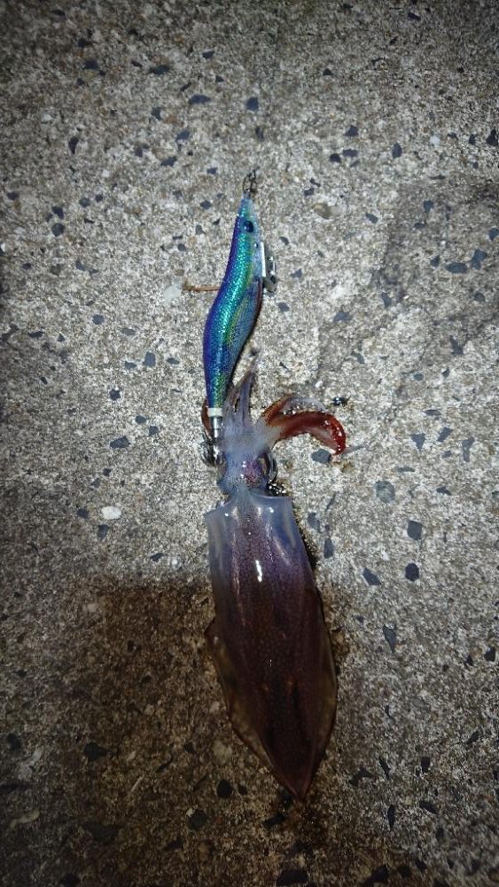 対馬エギング釣果……23