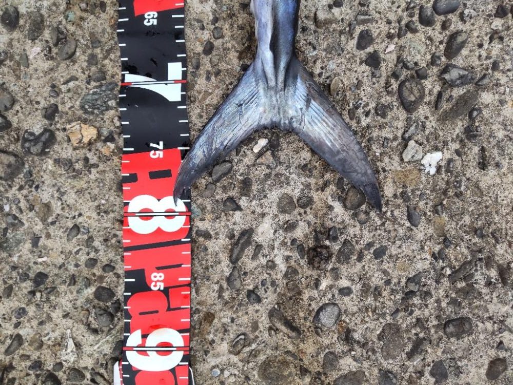 ショアプラッキング