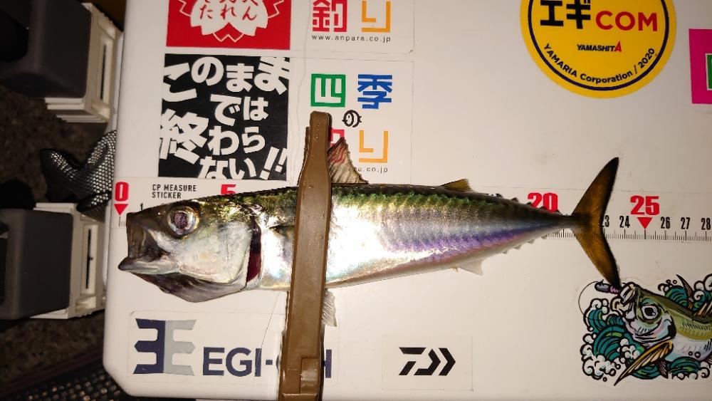アジを求めてサバ釣果
