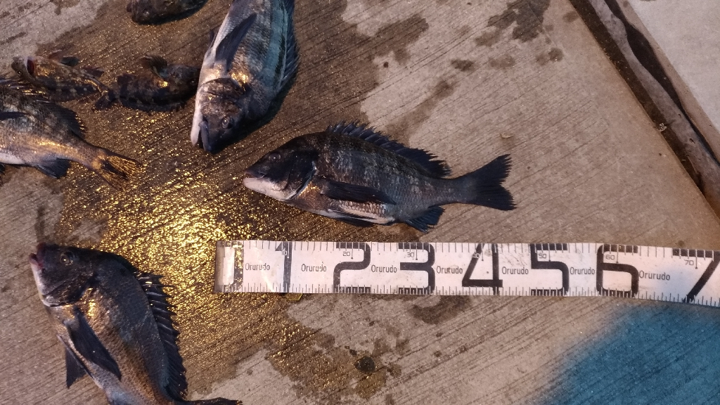 3/20釣果 チヌ5枚