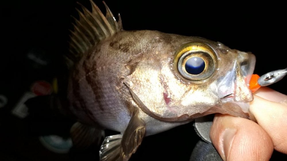 野暮用にて淡路島IN