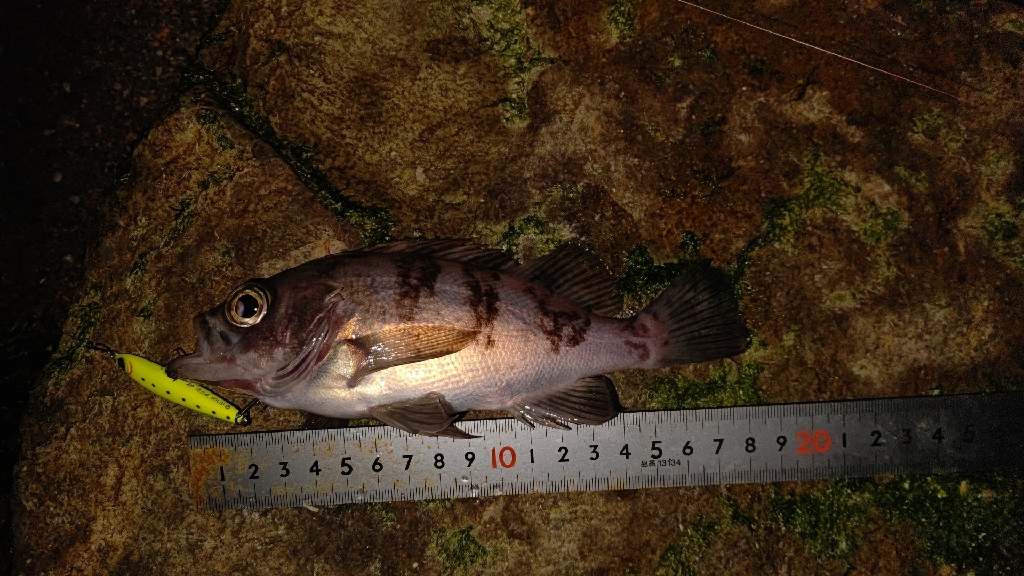 サーフメバリング